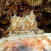 octopus_reef_muck_h_0705_png2271.jpg